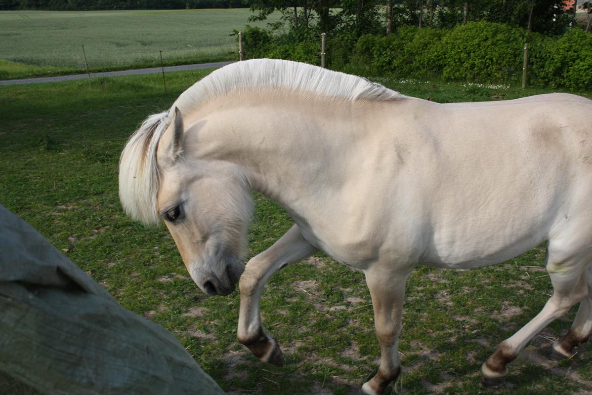 Fjordhest Bjergvangs Flicka Eywa - Den lille "dame", bliver noget sur over at jeg går med hendes pressening ;D billede 2