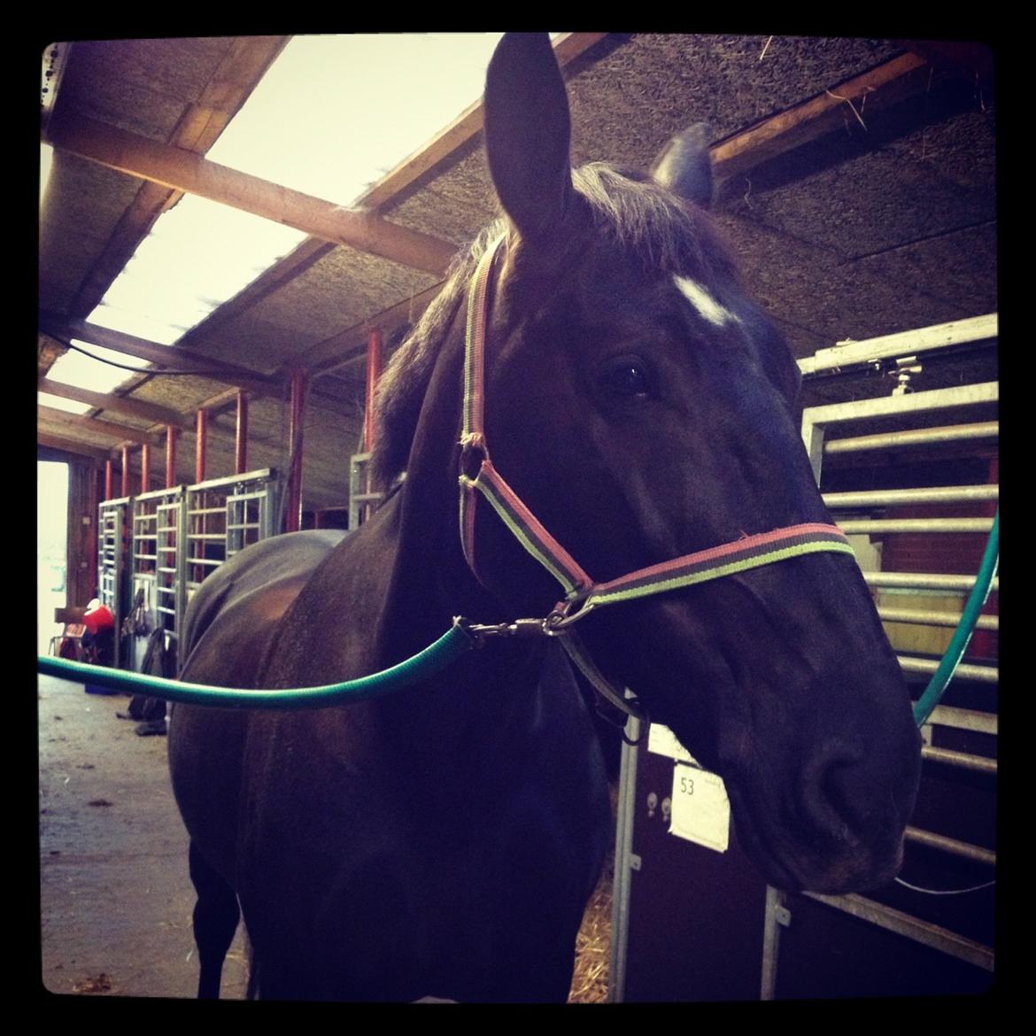 Oldenborg Siska billede 2