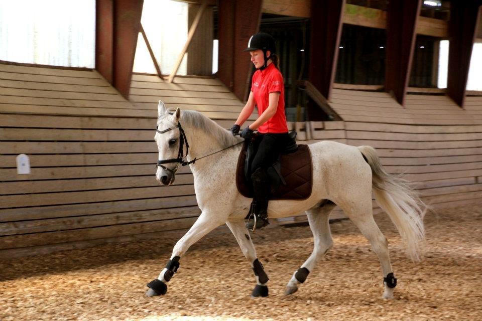 Anden særlig race Tristan Silverboy - Øgning billede 19