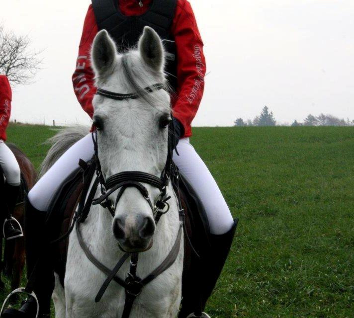 Anden særlig race Tristan Silverboy - Sød.<3 billede 20