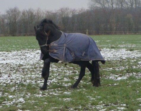 Frieser Alegro Ellemose  billede 16