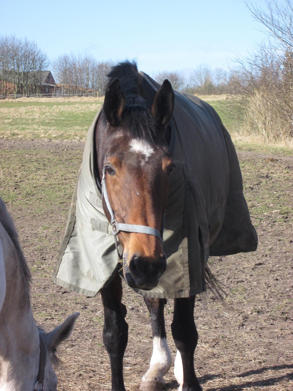 Dansk Varmblod HÉKATE - Min dejlige, savnede og højt elskede Hékate på fold, marts 2012 :) Foto: mig billede 17