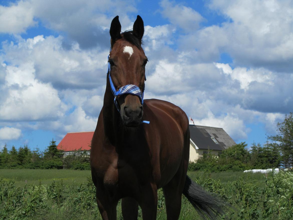 Dansk Varmblod HÉKATE - Min skat <3 billede 18