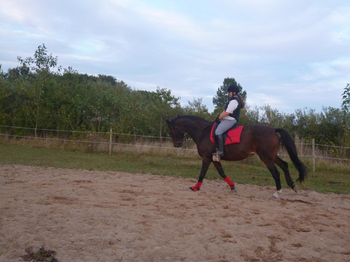 Dansk Varmblod Adriana billede 12