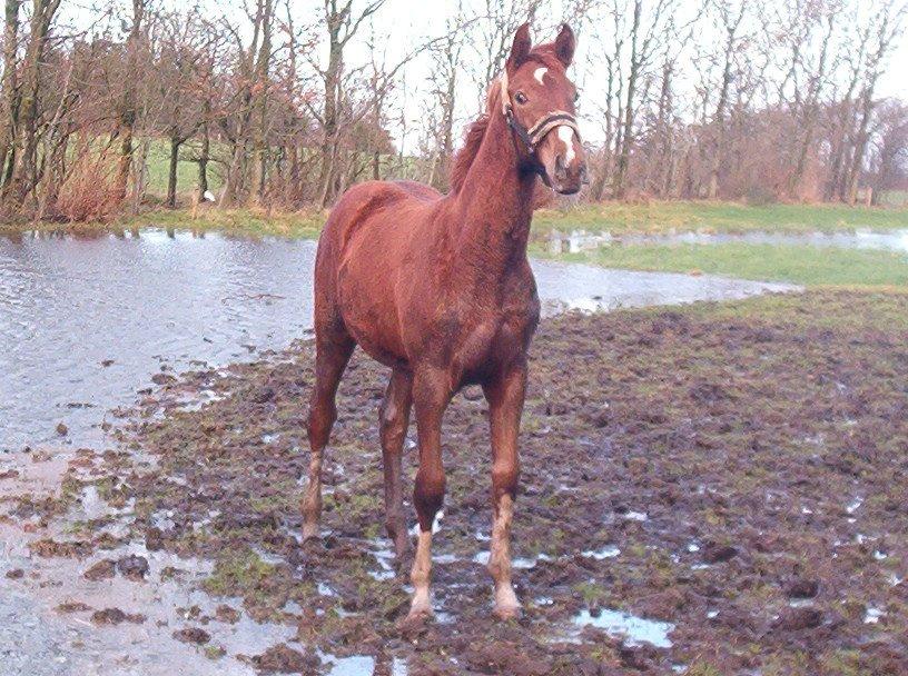 Holstener Monique billede 8