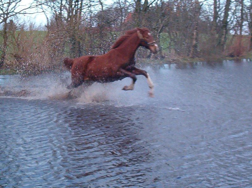 Holstener Monique billede 9