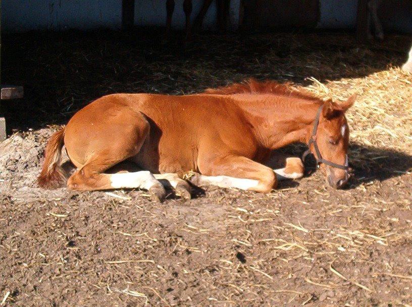 Holstener Monique billede 10