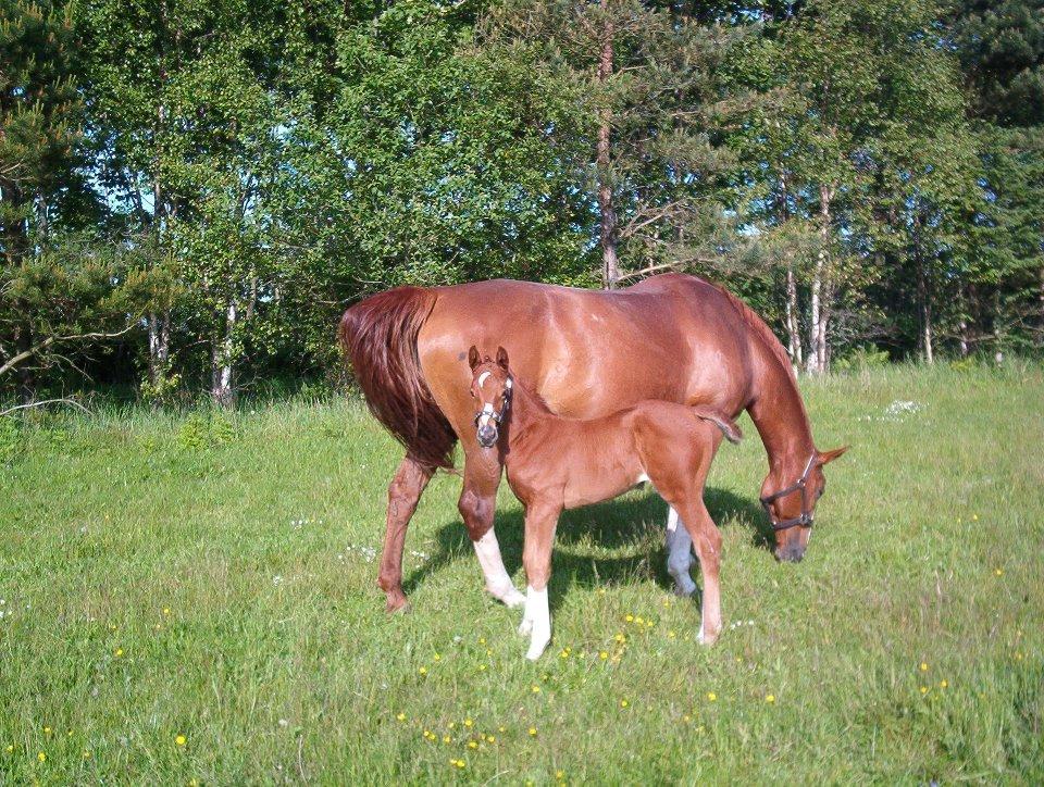 Holstener Monique billede 11