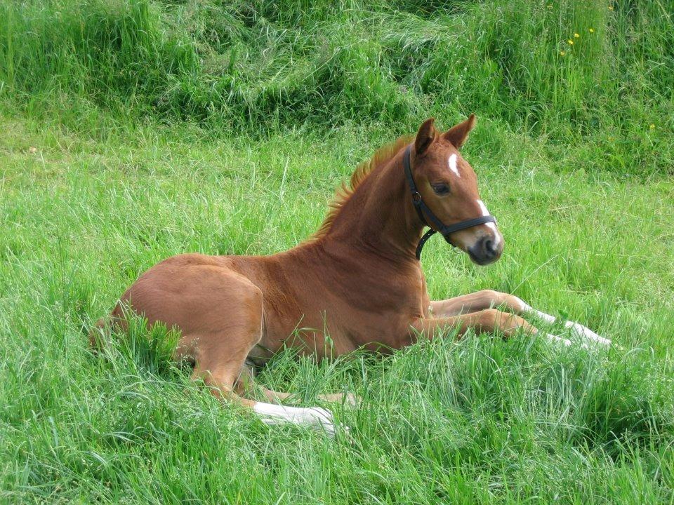 Holstener Monique billede 12