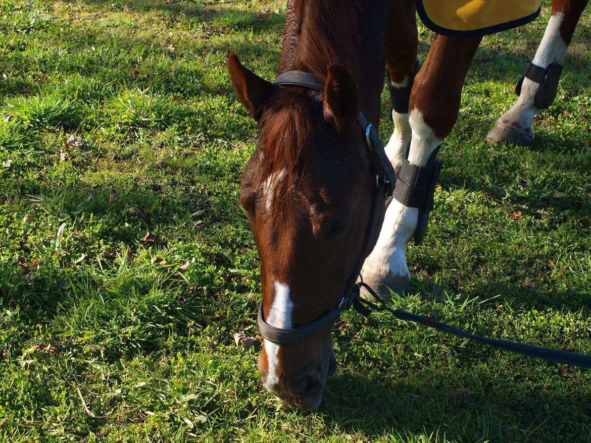 Holstener Monique billede 17