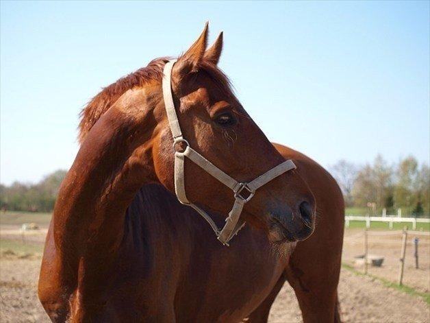 Oldenborg RYTTERGAARDENS PASCAL - April 2011 billede 7