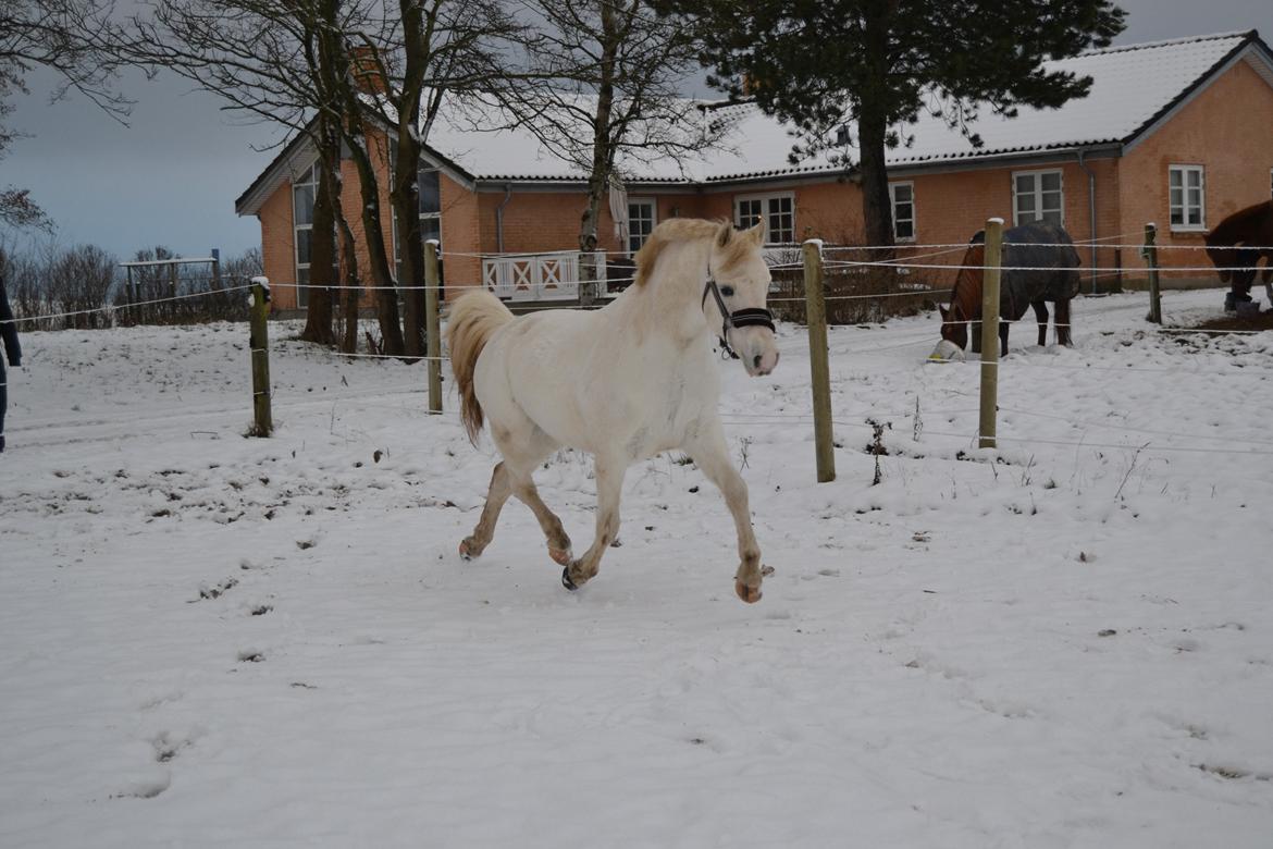 Welsh Pony (sec B) Skovbjergs Blai! (Blæverdyret) - Der er jo en grund til at vi købte hende!!:D Lækre!! billede 14