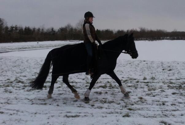 Welsh Cob (sec D) Fronerthig Brenin Arthur RIP - Sne billede 12