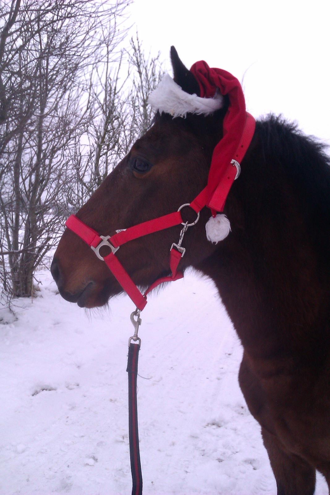 Hollandsk Sportspony Nortan <3 *best friend* (Dengsen) - 4. december 2012 <3 JUUL! <3  billede 16