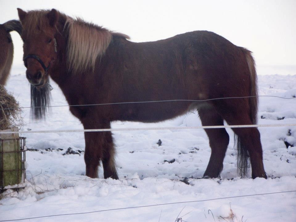 Islænder Katla Fra Skuld Nord. - December 2012.
 billede 4