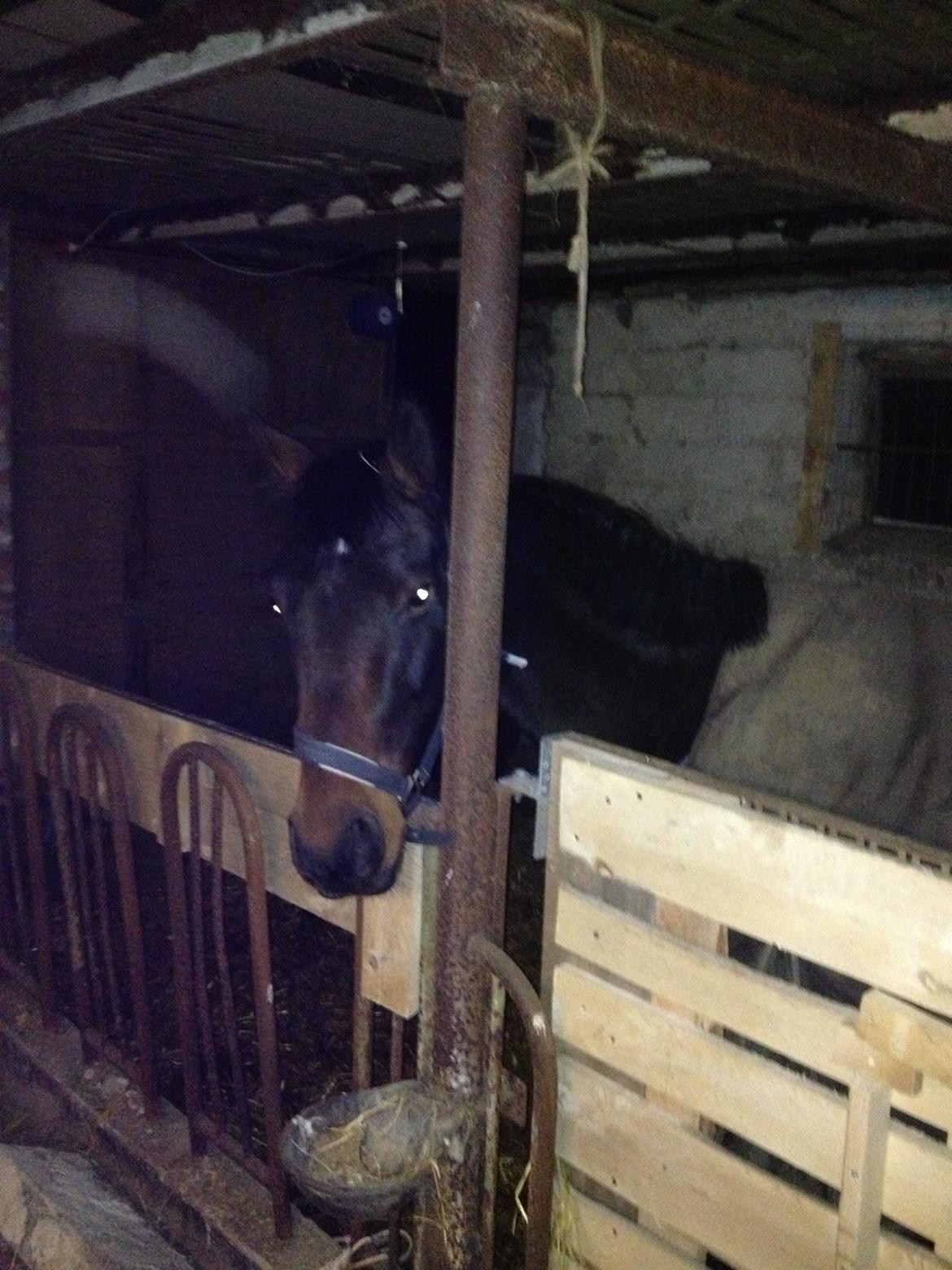 Hannoveraner Chanel " Gummibolden" - I stalden på hedevej <3 billede 19