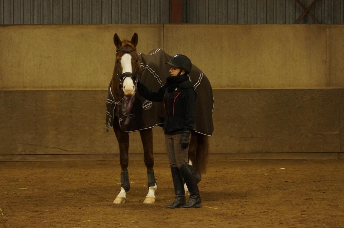 Dansk Varmblod Fetina billede 3