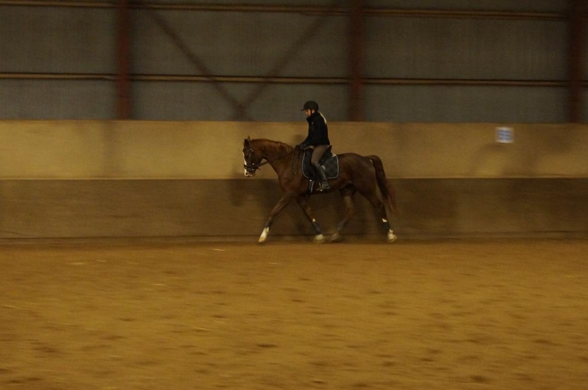 Dansk Varmblod Fetina billede 13