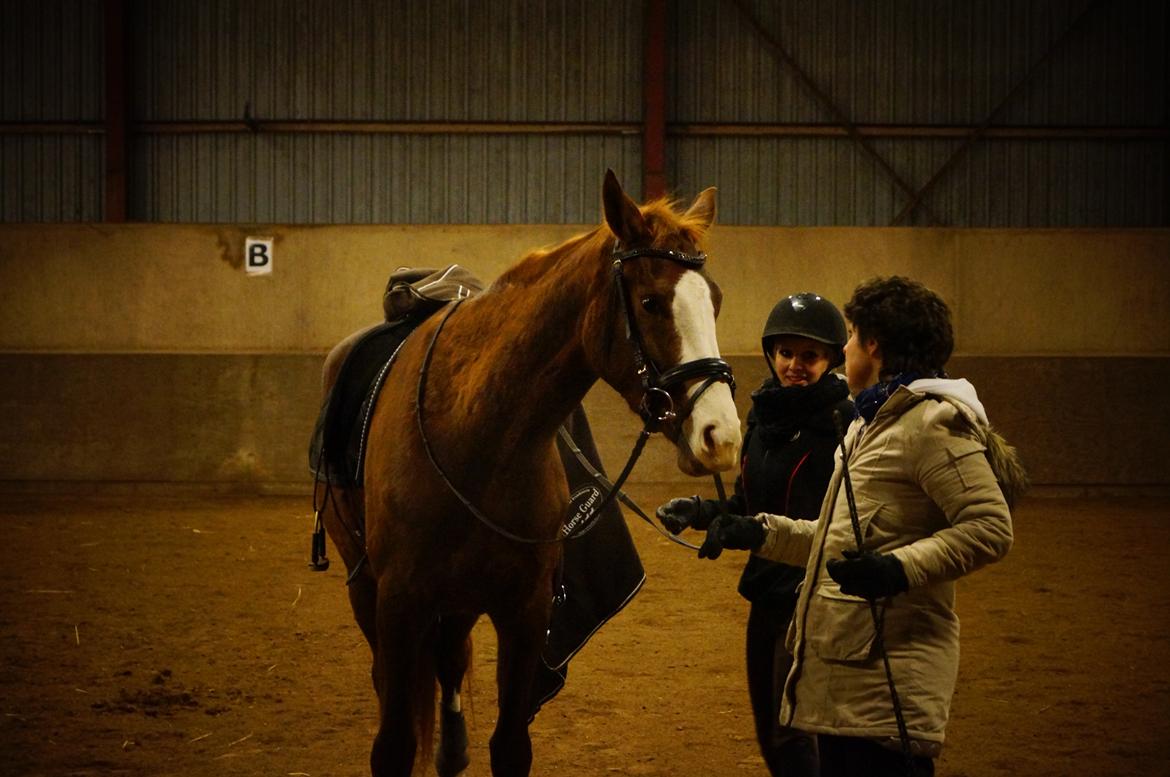 Dansk Varmblod Fetina billede 16