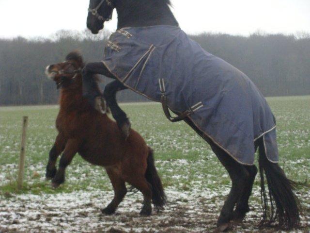 Shetlænder Bruno billede 19