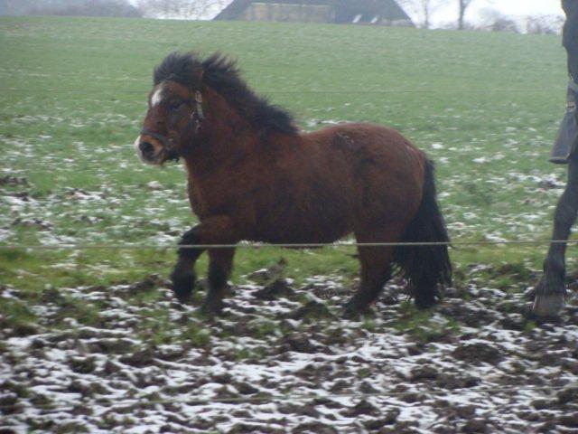 Shetlænder Bruno billede 20