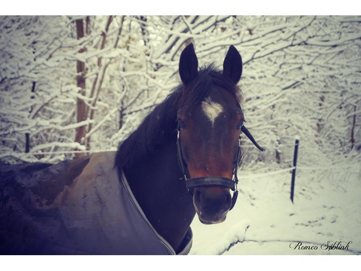 Dsp Romeo Scan Vf Ddl DSP Romeo Søblink - 1999