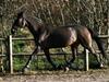 Oldenborg Valiant [Tidl. part]
