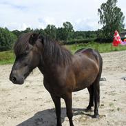 Islænder Gutti fra Engborg