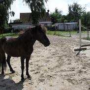 Islænder Gutti fra Engborg