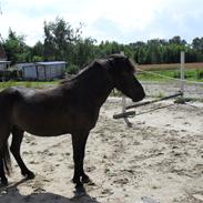 Islænder Gutti fra Engborg