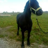 Fell pony Brackenbank Spencer