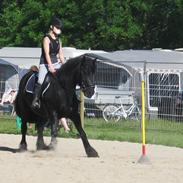 Fell pony Brackenbank Spencer