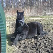 Fell pony Brackenbank Spencer