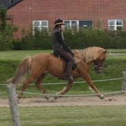 Islænder Sleipnir fra eskildsminde