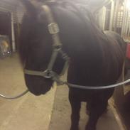 Fell pony Brackenbank Spencer