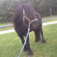 Fell pony Brackenbank Spencer