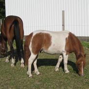 Anden særlig race Spirit