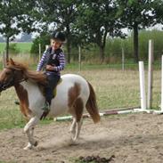 Anden særlig race Spirit