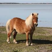 Shetlænder Giovanni(Gnavpot)