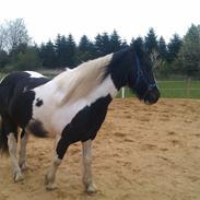 Irish Cob Crossbreed Deaklan [ Tidligere hest ]