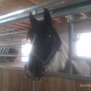 Irish Cob Crossbreed Deaklan [ Tidligere hest ]