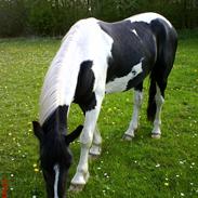 Irish Cob Crossbreed Deaklan [ Tidligere hest ]