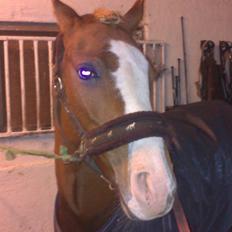 Hollandsk Sportspony Current