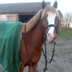 Hollandsk Sportspony Current