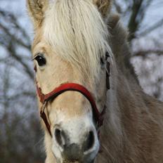 Fjordhest Fe dyret <3 (passer)