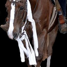 Appaloosa SSF Mr. Snip N Go