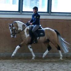 Pinto GP MONTEDO HØJGÅRD Avlshingst