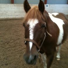 Anden særlig race Indi