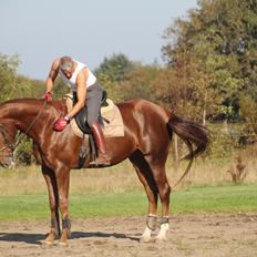 Dansk Varmblod French Kiss(Røde)