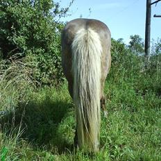 Islænder Kjalar fra Mertehøjen